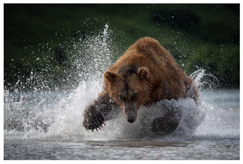 the spirit animal of mebg.ch